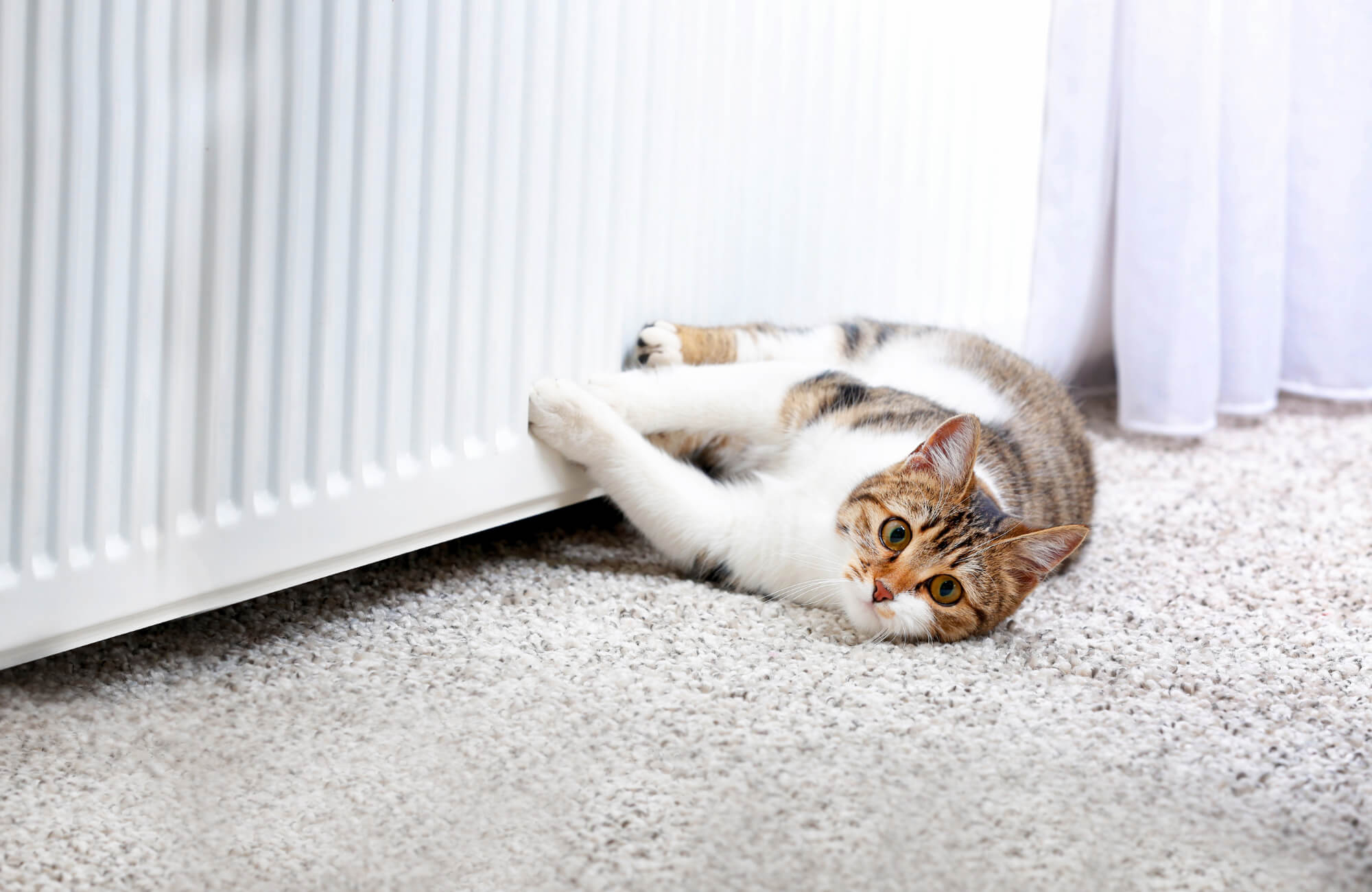 Tabby cat lying on a soft, light-colored carpet near a white radiator and sheer curtains in a bright, cozy indoor setting.