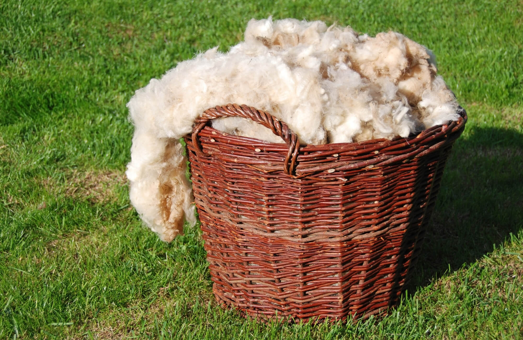 Wicker basket filled with raw, unprocessed wool sitting on green grass in natural sunlight, highlighting its soft, fluffy texture.