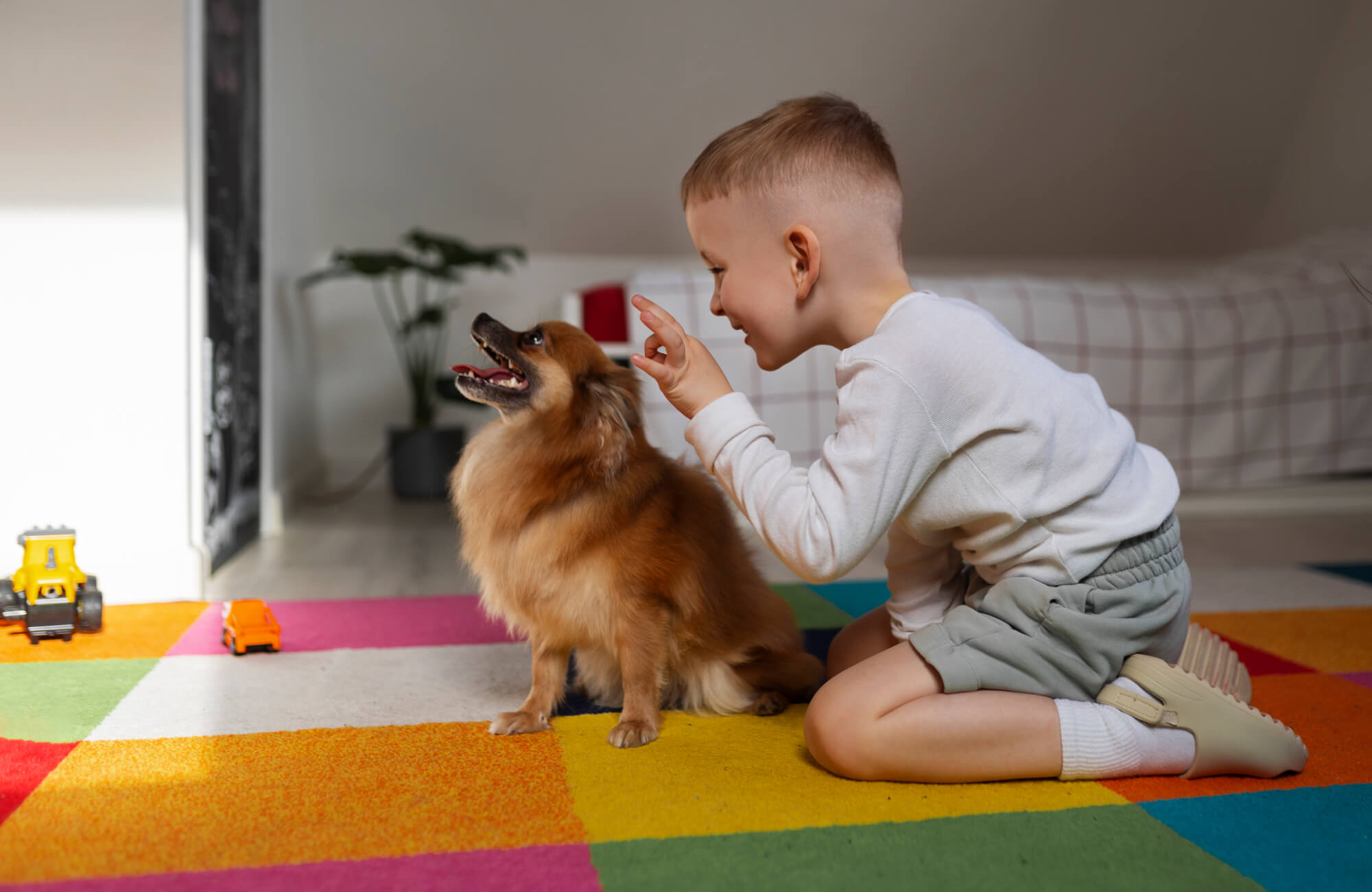 null A young boy playfully trains a fluffy dog while kneeling on a vibrant, multicolored patchwork rug in a cozy playroom.