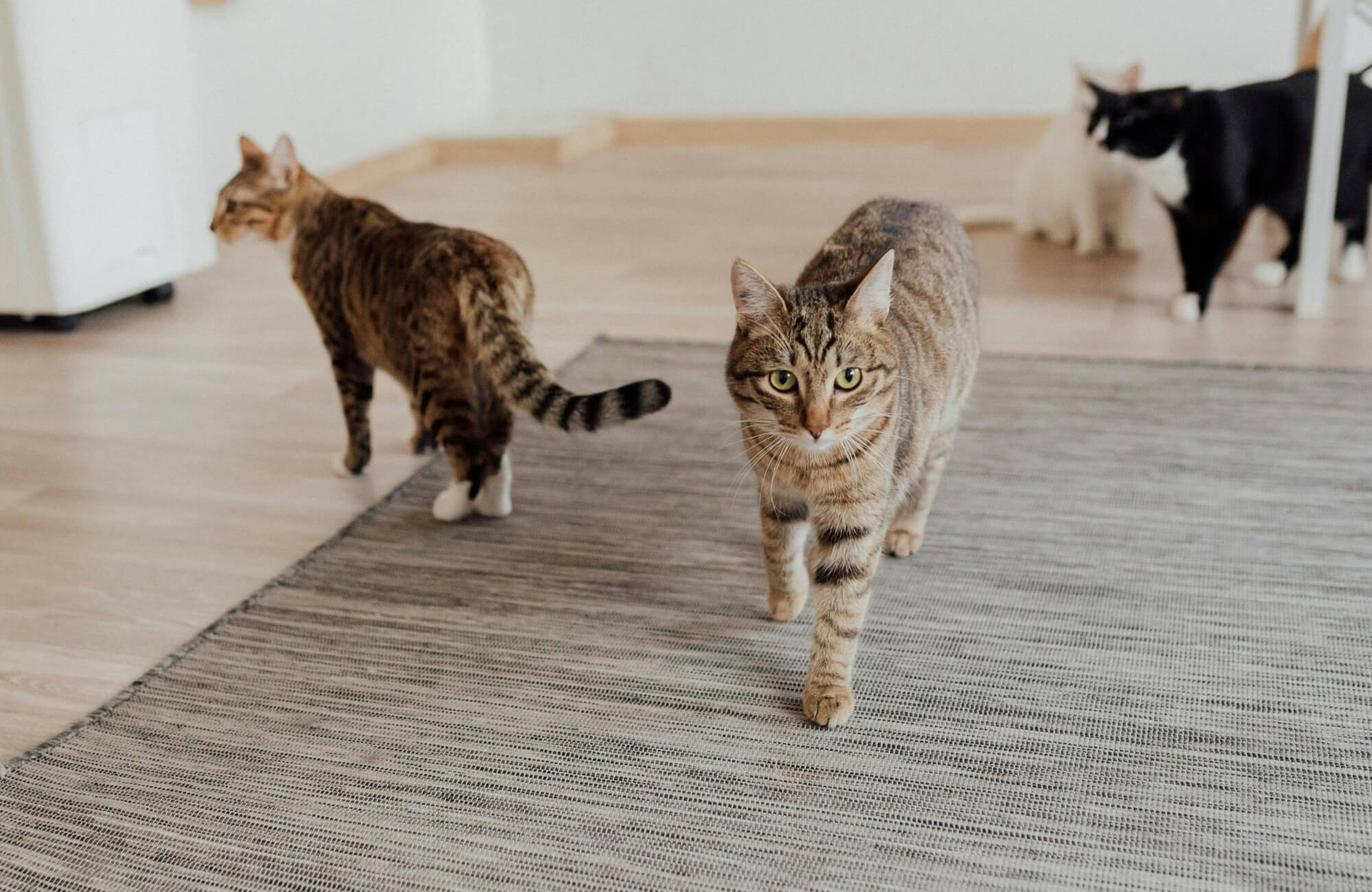 Dining rug sized to contain everyday movement, helping protect floors in a pet-friendly dining space