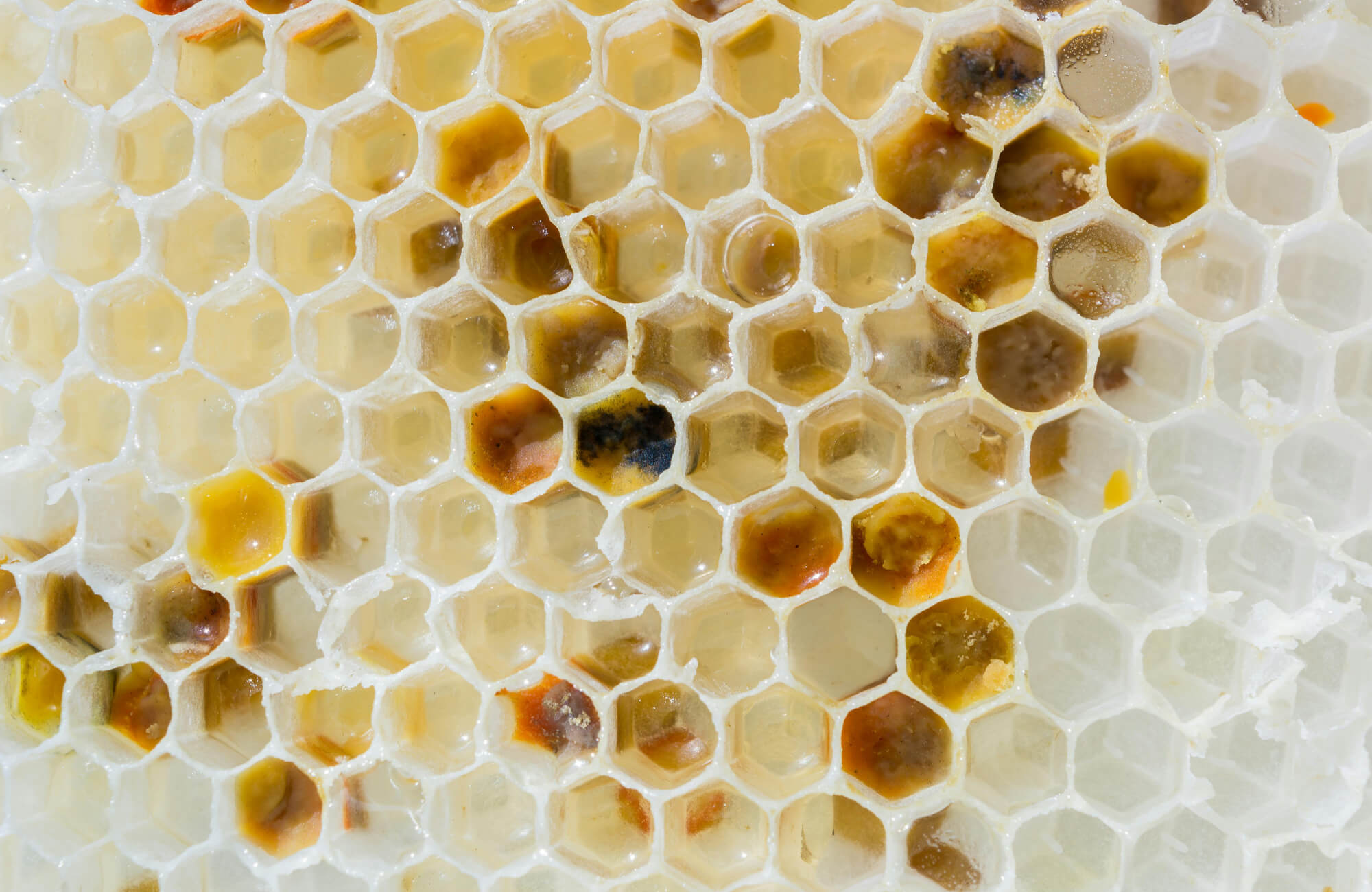 Close-up view of a honeycomb structure showcasing natural hexagonal cells filled with golden honey and pollen variations.